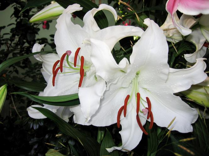Lilia 'Casablanca'