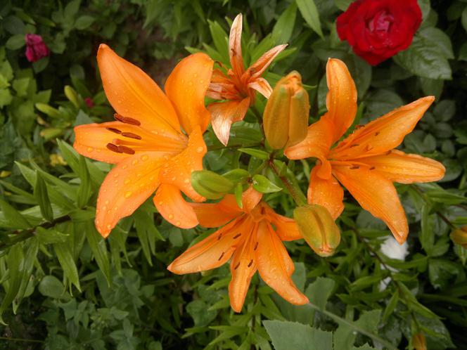 Lilia 'Brunello'