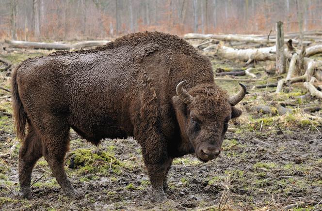 ZASTRZELĄ ŻUBRY w Bieszczadach! Zapadł wyrok. DRAMAT! Zabiją je, by ratować inne