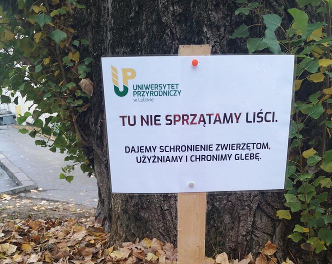 Doktor Jerzy chroni jeże! UP w Lublinie tworzy mateczniki dla zwierząt