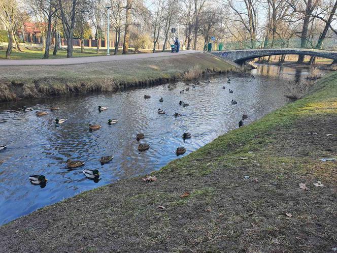 Kaczkomaty pojawią się nad Czarną Hańczą w Suwałkach