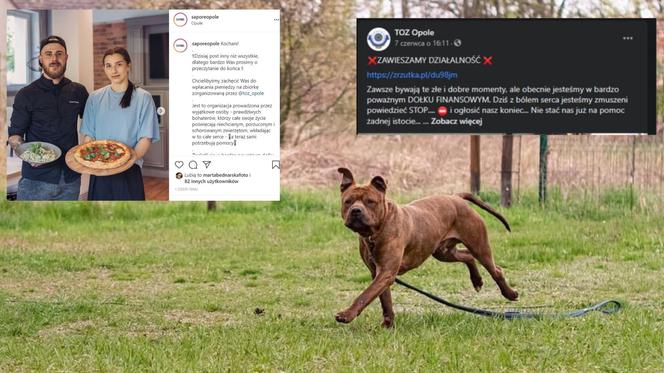 Opole: Towarzystwo Opieki Nad Zwierzętami ma poważne problemy. Zaległe faktury i zadłużenia w tysiącach. Niezwykła inicjatywa lokalnej pizzerii