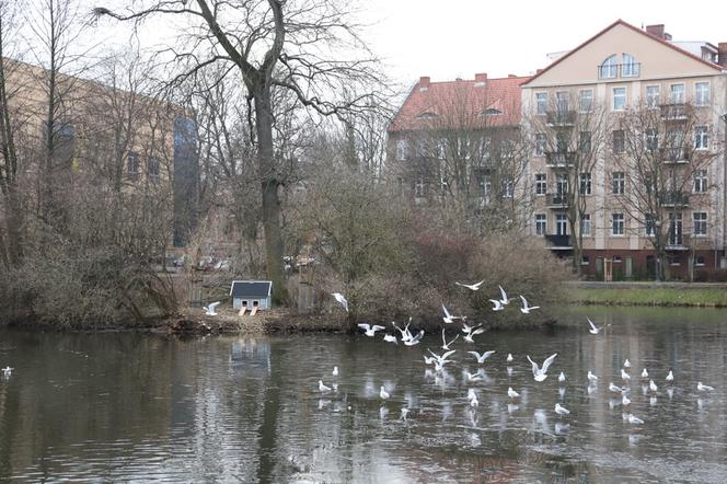 Gorzów park wiosny ludow
