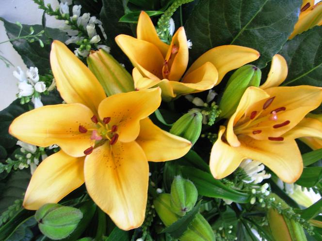 Lilia 'Donau'