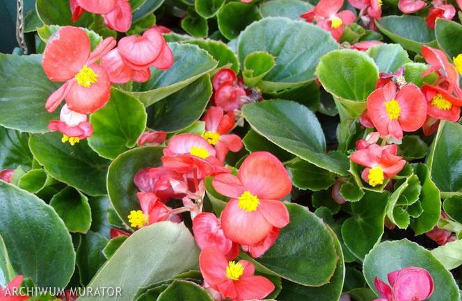 Begonia stale kwitnąca