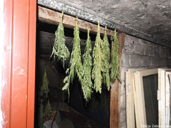Trzymał w piwnicy prawie 2 kg marihuany! Policja poszukiwała go od dawna!