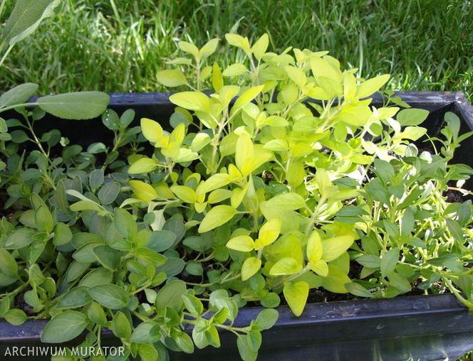 oregano