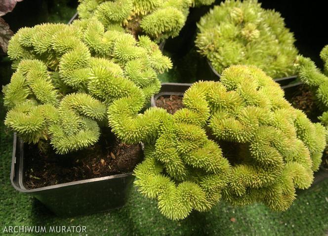 Rozchodnik ościsty ‘Cristatum’