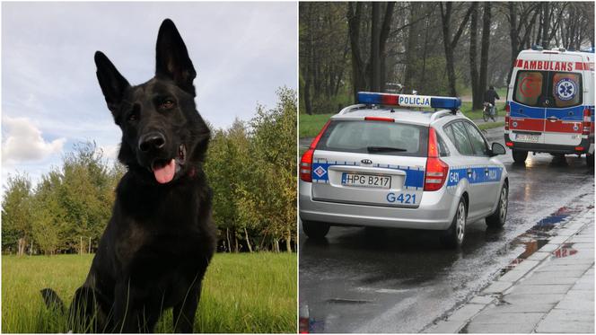 Radom. Wyszedł z domu i zaginął. Po 2 dniach życie uratował mu pies!