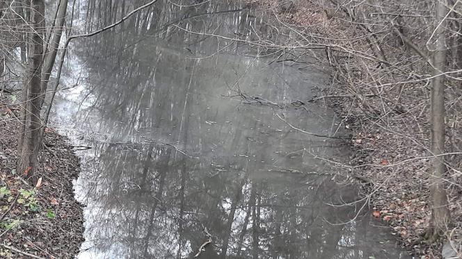 Ktoś wylał szambo do stawku w Myślęcinku! Ręce opadają coraz niżej