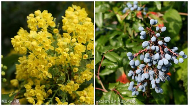 Krzewy ozdobne: mahonia
