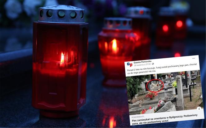 Miłość aż po grób. Pies zamieszkał na cmentarzu w Bydgoszczy po śmierci swojego pana!
