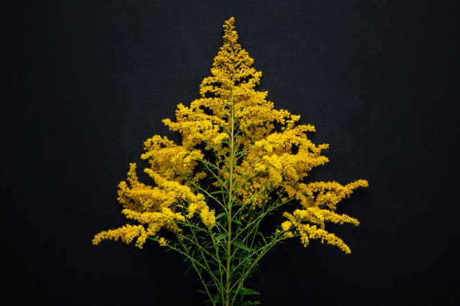 Nawłoć pospolita (Solidago virgaurea)