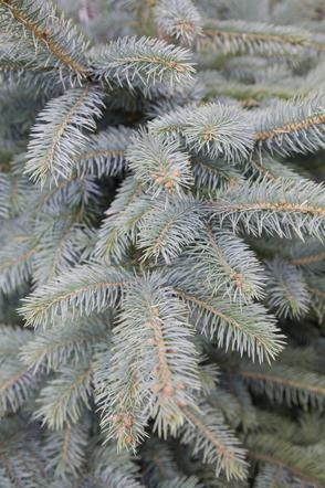 Świerk kłujący 'Glauca'