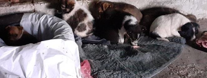 Gromnik. Brudne i głodne szczeniaczki znalezione w kartonie obok cmentarza. Uratowali je policjanci
