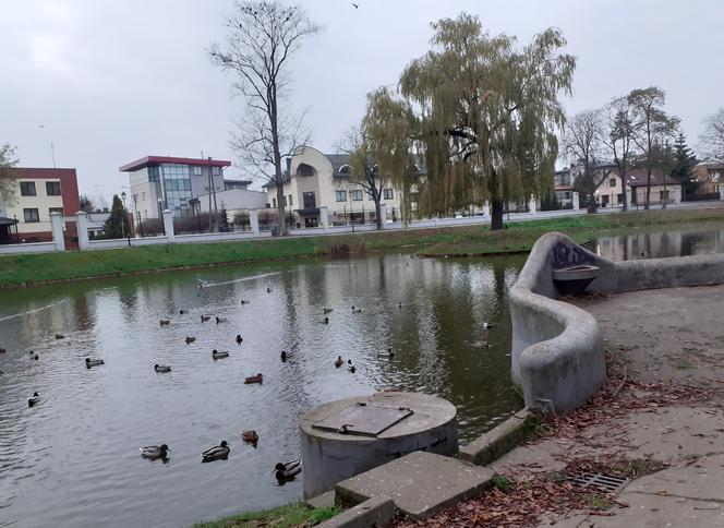 Staw w siedleckim parku Aleksandria w listopadzie