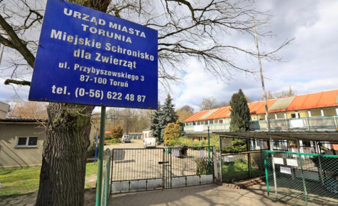 Toruńskie schronisko dla zwierząt będzie remontowane