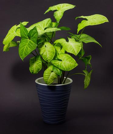 Syngonium