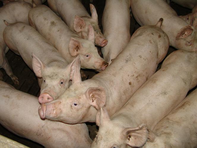 Ogromny pożar chlewni we wsi Bara. Spłonęły dziesiątki świń
