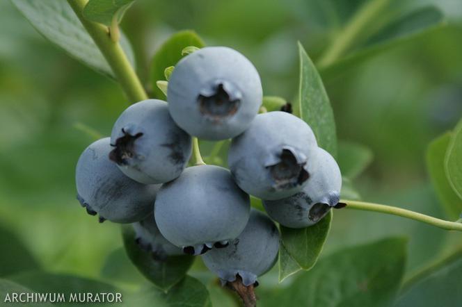 Borówka wysoka 'Bluecrop'