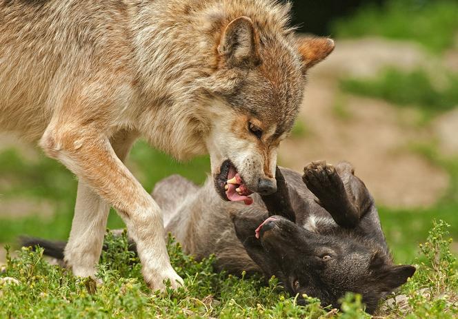 Białowieża. Wilczyca zabijała i pożerała psy. Była coraz bardziej zuchwała