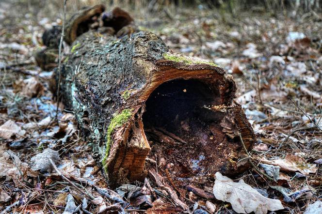 Zaatakował bezdomnego DREWNIANYM KONAREM! Chwile grozy w Sierakowie