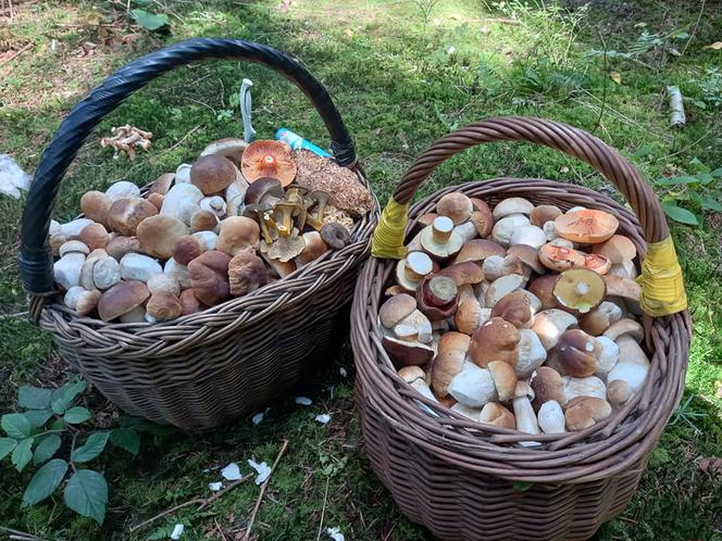 Świętokrzyskie darzy! Lasy pełne grzybów a co będzie dalej
