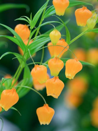 Sandersonia pomarańczowa