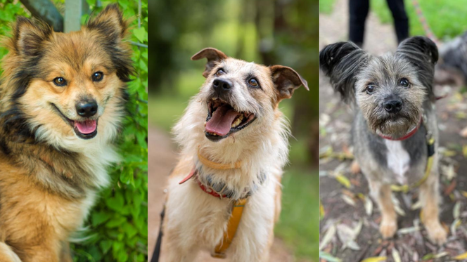 Kundelki do adopcji ze Schroniska Na Paluchu