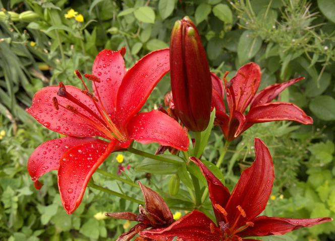Lilia 'Red Sensation'