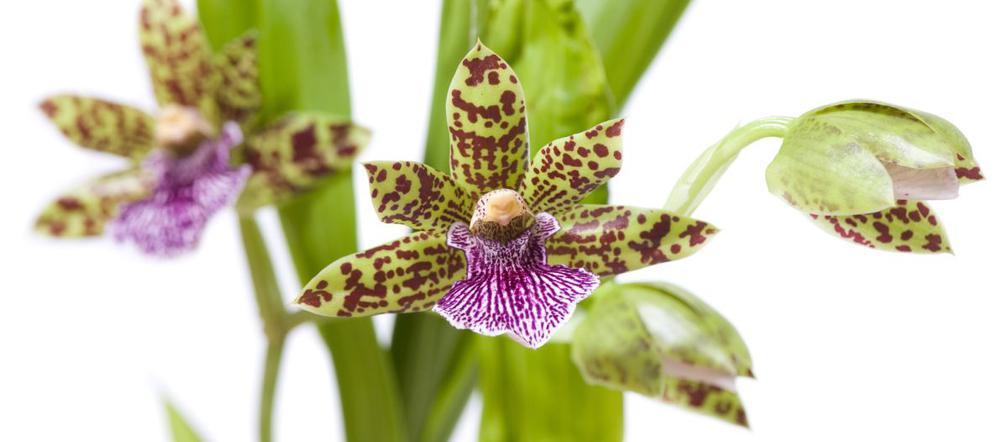 Storczyk Zygopetalum Domowa Uprawa I Piel Gnacja Murator Pl