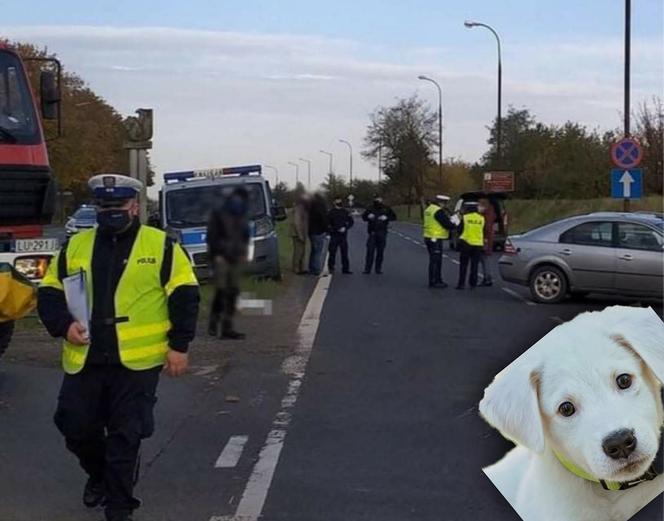 Wypadek pijanego komendanta z trzeźwym naczelnikiem! W tle umierający pies