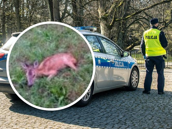 Psy rzuciły się na małą sarenkę! Interweniowała policja z Grudziądza
