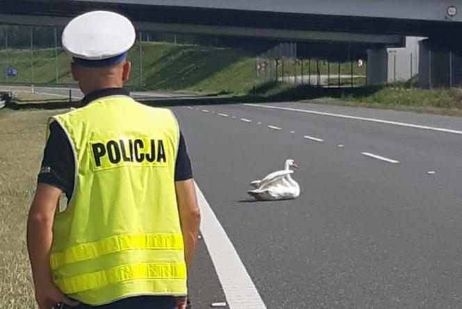 Łabędź zablokował autostradę A4. Ranny ptak siedział na jezdni