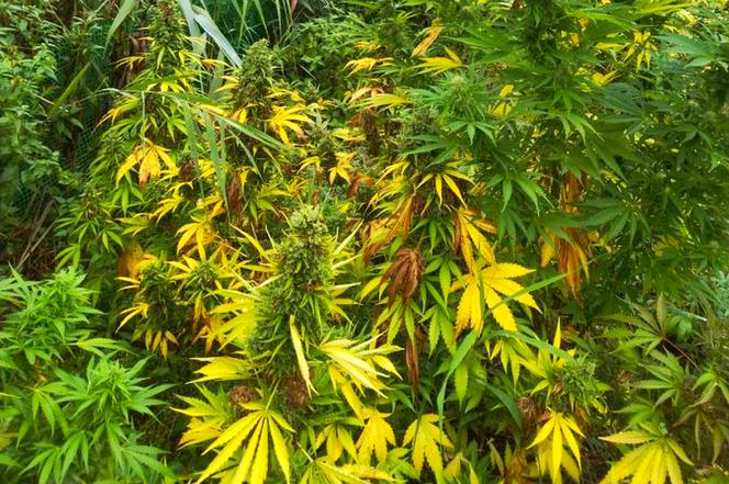 Nielegalne plantacje konopi znalezione pod Mielcem