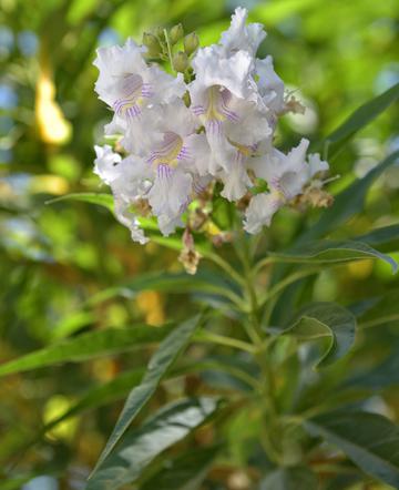Chitalpa taszkiencka