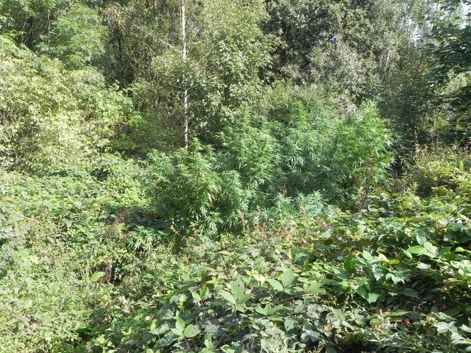Marihuana Tarnów