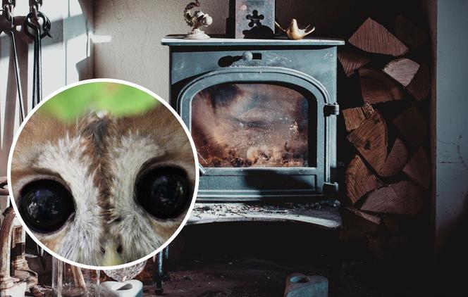 Leśnicy myśleli, że ROBI SOBIE JAJA: Dziwne zwierzę siedzi za szybą w kominku. Ma duże oczy i dziwnie patrzy