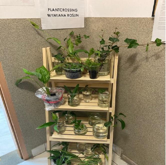 Zaadoptuj roślinkę... czyli plancrossing w Bibliotece w Lipowej