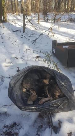 Zwyrodnialec wyrzucił psa w worku na śmieci! Śmiercią zwierzaka już zajmuje się policja!