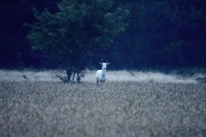 Po Czarnej Zajwie pokazała się Biała Perełka. Zwierzę - unikat w lasach Łódzkiego!