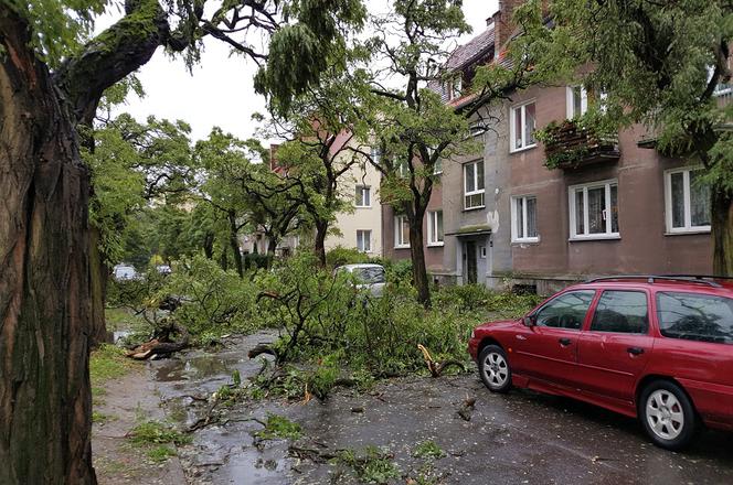 Gorzów połamane drzewo