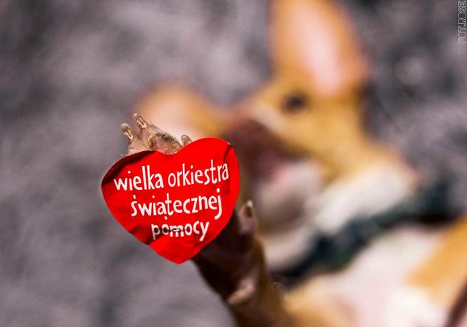 Toruń. 28. Finał WOŚP - kto zagra? Zobacz plan koncertów!