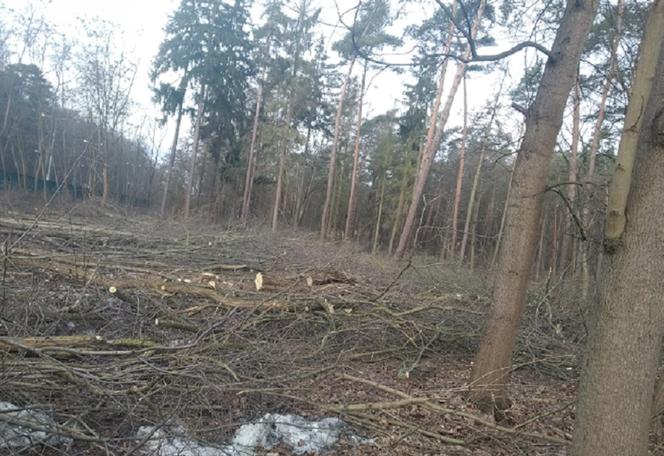 Pierwsze drzewa już zostały wycięte.