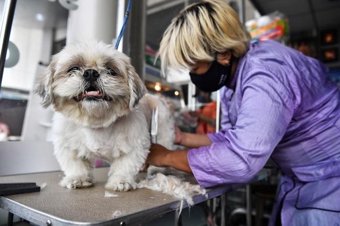 Groomer