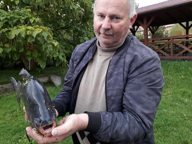 Krwawe bestie wyłowione nad zalewem