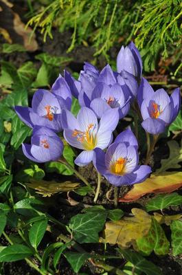 Galeria: Krokus okazały