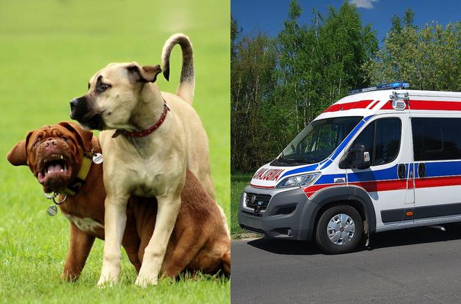 Szymonki. Dwa wściekłe psy zaatakowały 46-latka! Potrzebna była interwencja chirurga