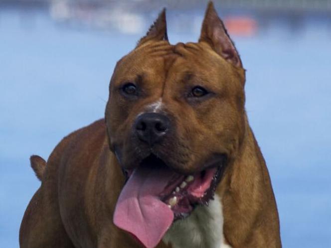 Pies, amstaff