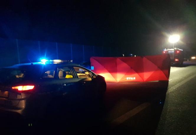 Łoś w wbiegł na autostradę pod Kutnem